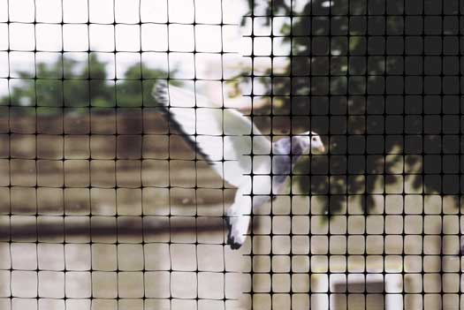 Bird Net - Standard Bird Net - Standard
