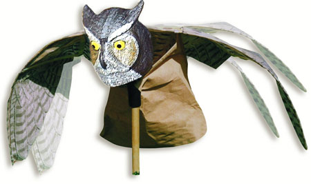 Prowler Owl Prowler Owl